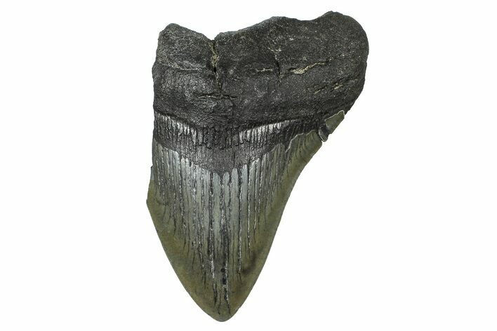 Partial Fossil Megalodon Tooth - South Carolina #376011